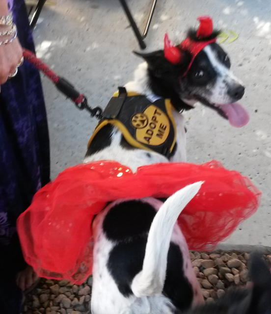 Darby in Her Halloween Costume