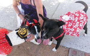 Darby in Her Halloween Costume (with foster sister, Tessa)