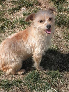 F Blonde Terrier x 006