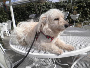F White Terrier X 011