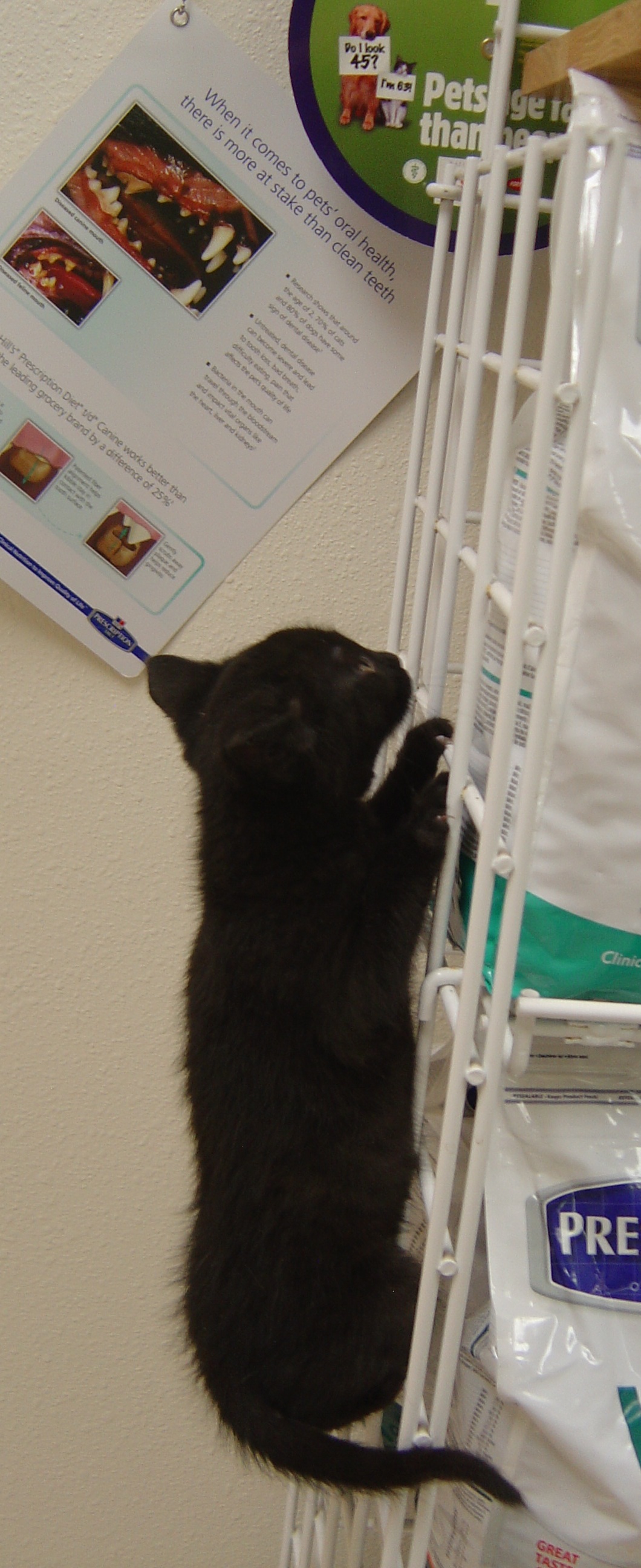 Phillip--Adopted!!