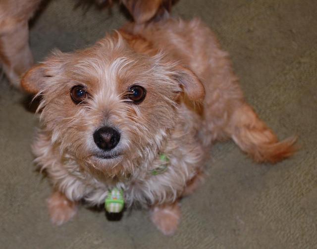 Peanut 1