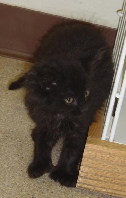 Harry--Adopted!!