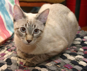 Birch--Adopted!!