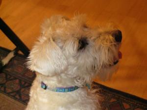 White Male Schnau Puppy IMG_1185