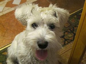 white male schnau puppy IMG_1184