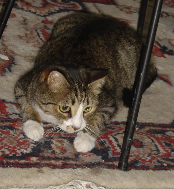 Kitty Kitty--Adopted!!