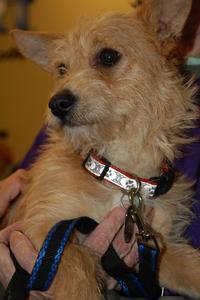 Scottie - Adopted!