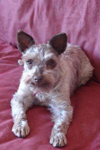Pearl - Adopted!