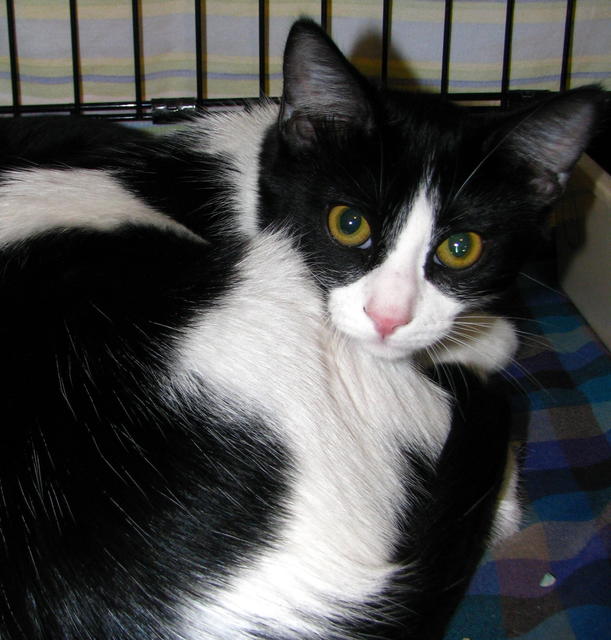 Jeremy--Adopted!!