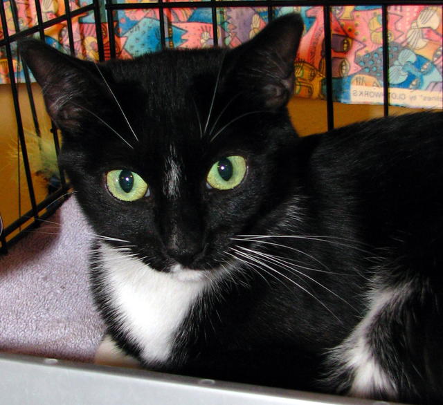 Tilda--Adopted!!
