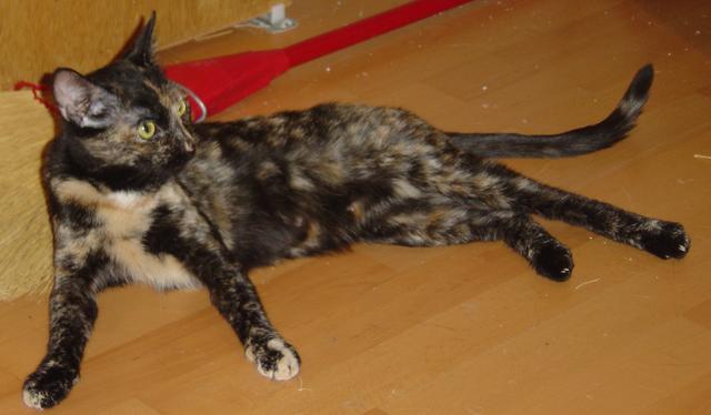 Heidi--adopted!!