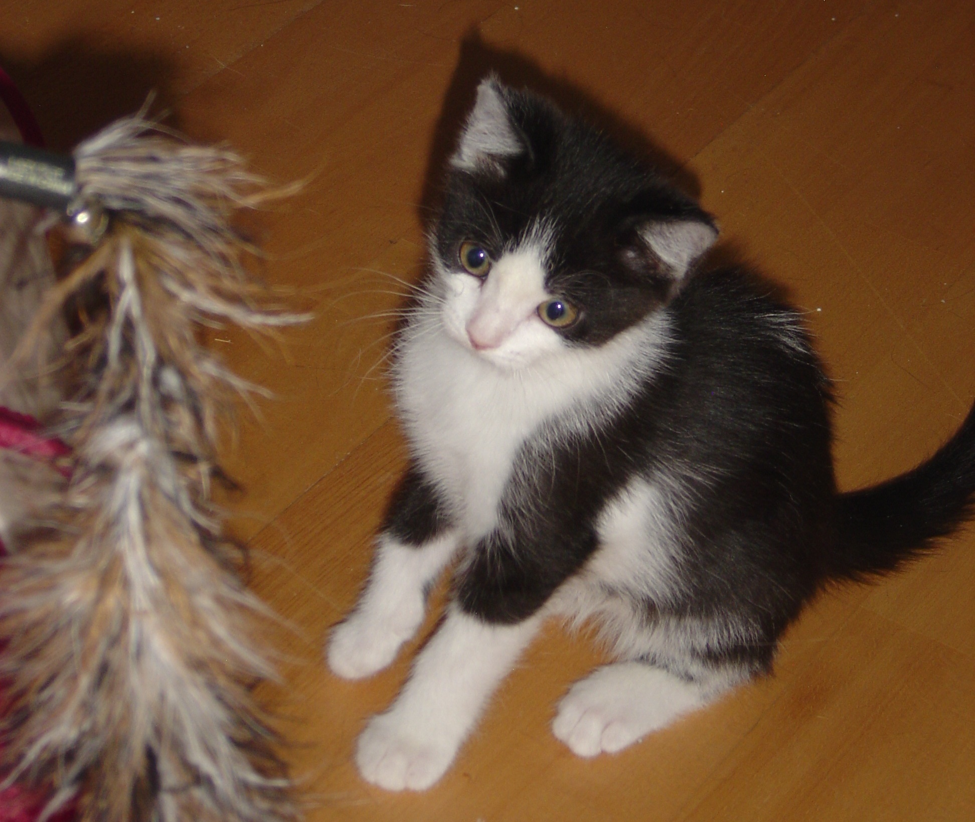 Mitzi--adopted!!