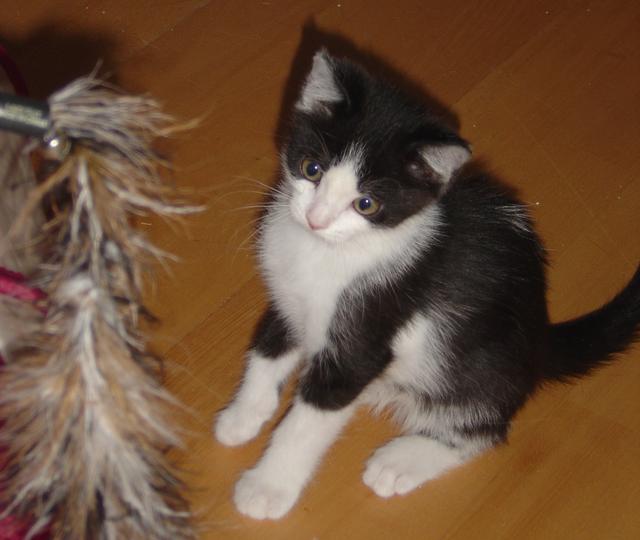 Mitzi--adopted!!