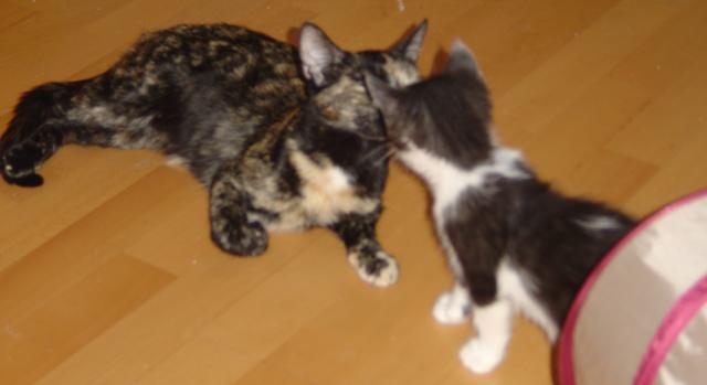 Heidi & Mitzi - Adopted!!