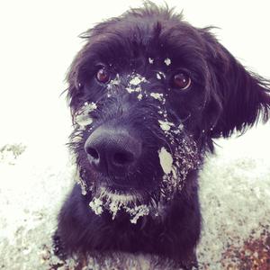 Miss Lucy IMG_0621