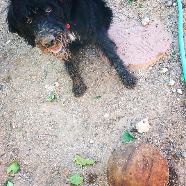 Miss Lucy IMG_2578