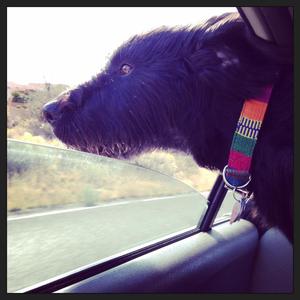 Miss Lucy IMG_2608