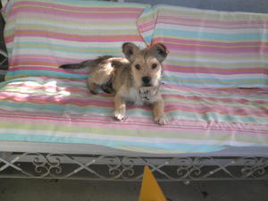 Leland
