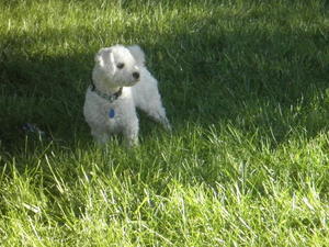Reggie