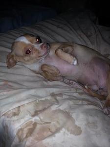Peanut