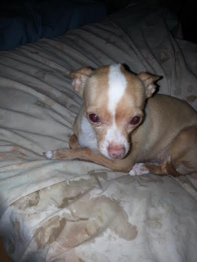Peanut