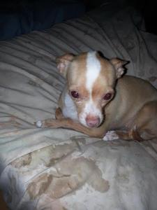 Peanut