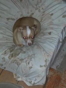 Peanut
