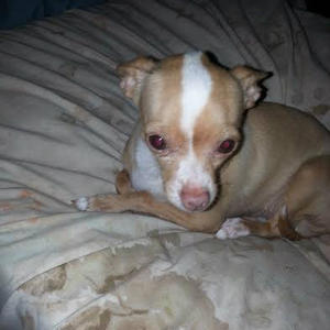 Peanut