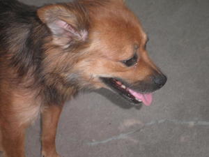 Taffy