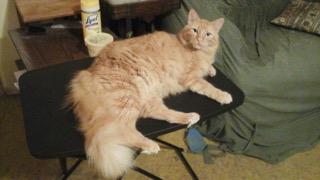 Toby
