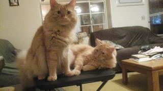 Tigger (sitting) & Toby