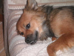 Taffy