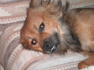 Taffy