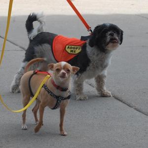 Sam Adams and Peanut