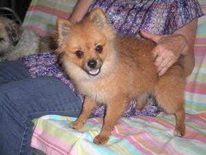 Pomeranian