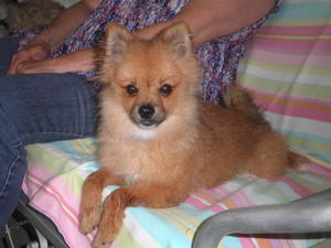 Pomeranian