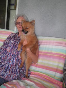 Pomeranian