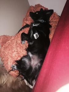 Mylo
