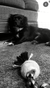 Mylo