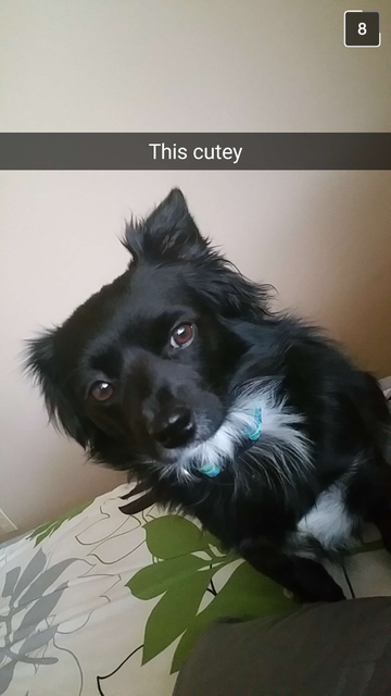 Mylo