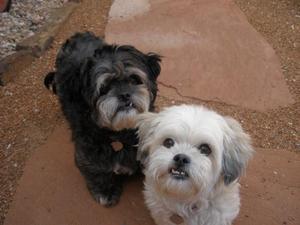 Cagney and Lacey - Adopted!!