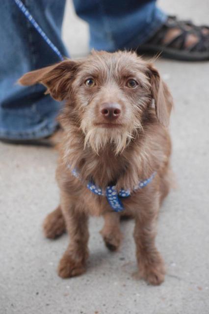 Phoebe "Brownie"