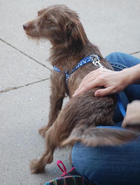 Phoebe "Brownie"
