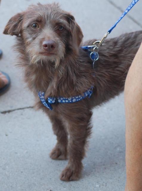 Phoebe "Brownie"