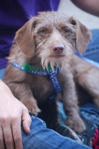 Phoebe "Brownie"
