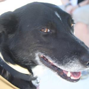 PiperSmiling