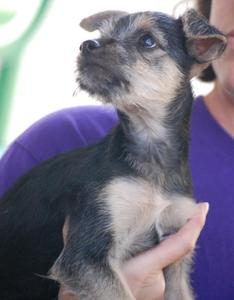 Schnauzer Mix Puppy