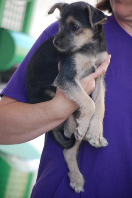Schnauzer Mix Puppy