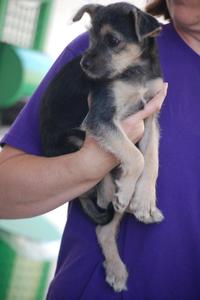 Schnauzer Mix Puppy